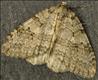 1795 (70.107) November Moth